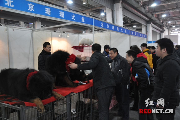 中外名犬大集結 2010長沙犬博會盛大揭幕