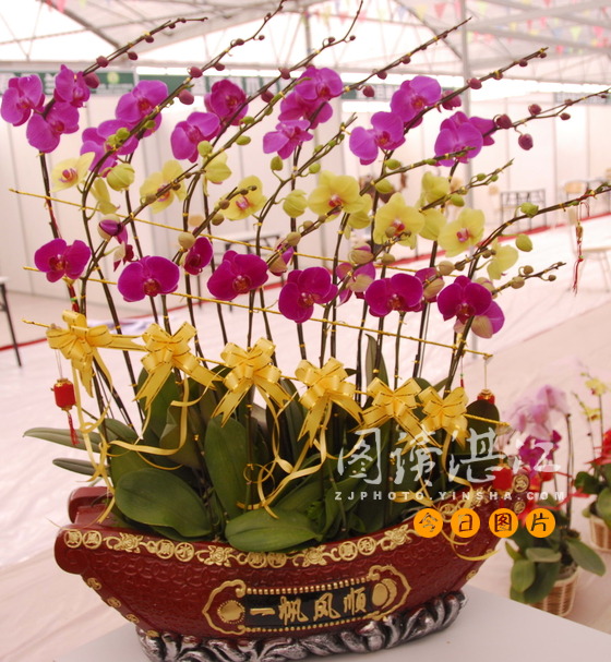 首屆中國（湛江）花卉博覽會隆重開幕
