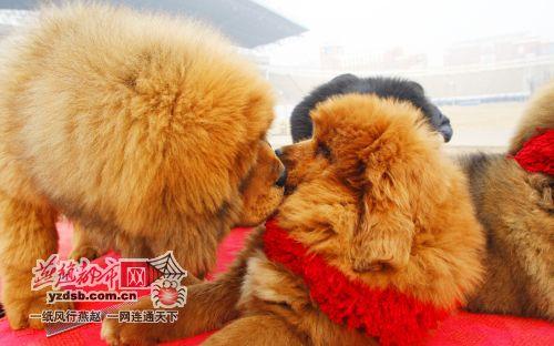 全國百余條頂級藏獒16日云集石家莊