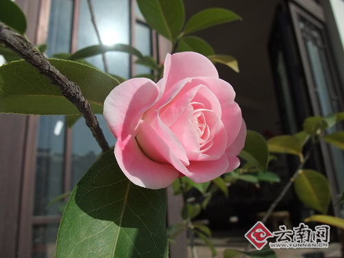 人文大理 高原花都：大理國際蘭博會隆重開幕