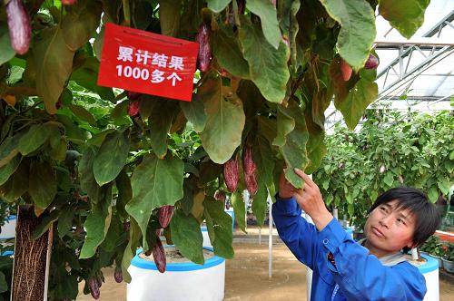 壽光菜博會(huì)：綠色科技 果蔬盛會(huì)